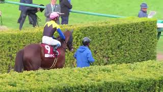 【現地】 G2 日経賞 本馬場入場曲が懐かしのクロマティックマーチ 【中山競馬場】 [upl. by Obnukotalo]