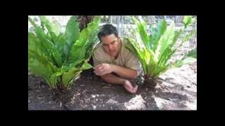 Birdnest Ferns ARE Tree Ferns [upl. by Enelahs728]