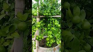 🌿How grow Lemon tree great idea to propagate Lemon tree by air layering using a Carrot🥕 lemontree [upl. by Inol]