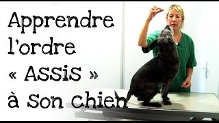 Comment apprendre lordre « assis » à votre chien [upl. by Ayatal]