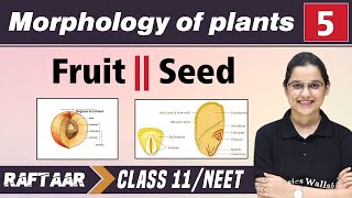 Morphology in Plants 05  Fruit  Seed  Class 11NEET  RAFTAAR [upl. by Louisa466]