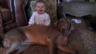 Special Connection Weimaraner and Baby [upl. by Yentnuoc]