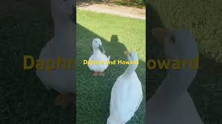 My peckin ducks ducklife duck castillofamanimals [upl. by Eulaliah]