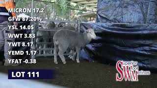 Superior Wool Merinos 2024 Ram Sale Lot 111 Tag 231223 [upl. by Eltsyrhc]